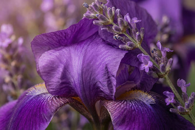 Clary Sage & Iris